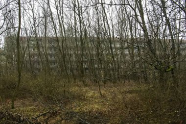 Terk edilmiş hayalet kasaba Prypiat. Kornobil sınırlama bölgesindeki aşırı gelişmiş ağaçlar ve yıkılan binalar.. 