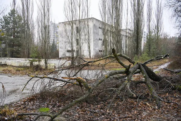 Cidade Fantasma Abandonada Prypiat Árvores Sobrecultivadas Edifícios Colapso Zona Exclusão — Fotografia de Stock