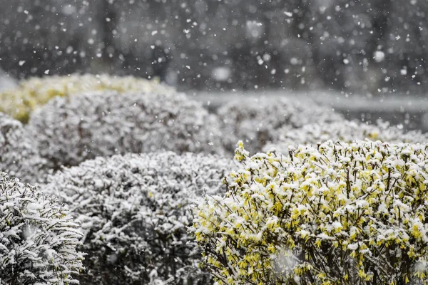 Bushes Forsythia Virágok Hóval Borított Ukrajna — Stock Fotó