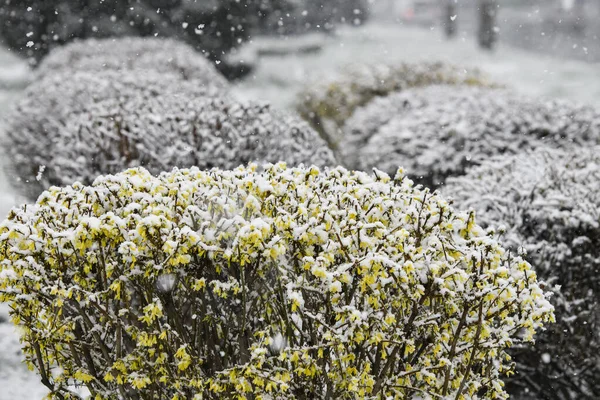 Bushes Forsythia Virágok Hóval Borított Ukrajna — Stock Fotó