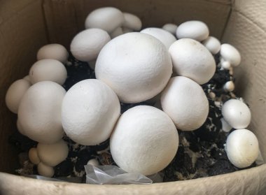 Mantar şampiyonu 6 Agaricus bisporus, şampiyon, portobello, apartmandaki karton kutuda yetişen yaygın mantar..