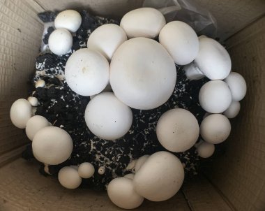 Mantar şampiyonu 6 Agaricus bisporus, şampiyon, portobello, apartmandaki karton kutuda yetişen yaygın mantar..