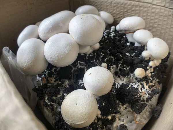 Mantar şampiyonu 6 Agaricus bisporus, şampiyon, portobello, apartmandaki karton kutuda yetişen yaygın mantar..