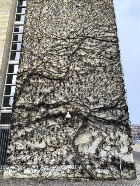 Evin duvarı, ortasında lamba bulunan üzümlerle örülmüş. Danimarka.