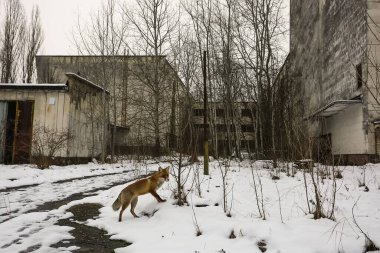 Vahşi tilki, Çernobil nükleer santrali, Prypiat, Ukrayna yakınlarındaki terk edilmiş hayalet şehir Pripyat 'ta yürüyor., 