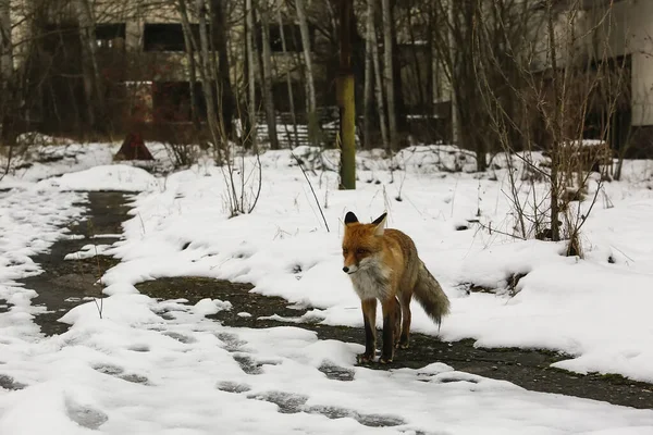 Wildfuchsspaziergänge Der Verlassenen Geisterstadt Pripjat Der Nähe Des Kernkraftwerks Tschernobyl — Stockfoto