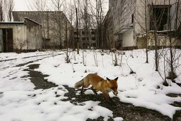 Vahşi Tilki Çernobil Nükleer Santrali Prypiat Ukrayna Yakınlarındaki Terk Edilmiş — Stok fotoğraf