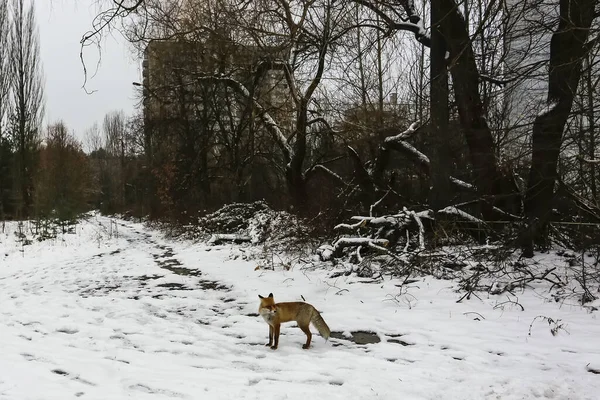 Wildfuchsspaziergänge Der Verlassenen Geisterstadt Pripjat Der Nähe Des Kernkraftwerks Tschernobyl — Stockfoto