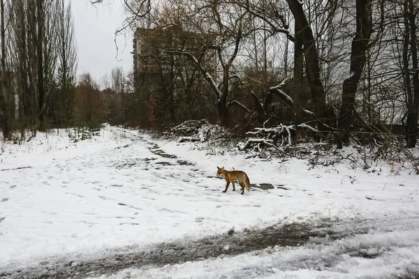 Wild fox walks in deserted ghost city of Pripyat, near Chernobyl nuclear power plant, Prypiat, Ukraine,