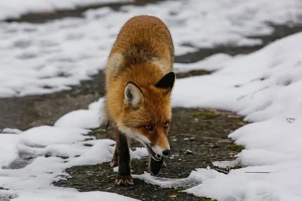 冬季森林里的野生红狐 乌克兰 — 图库照片