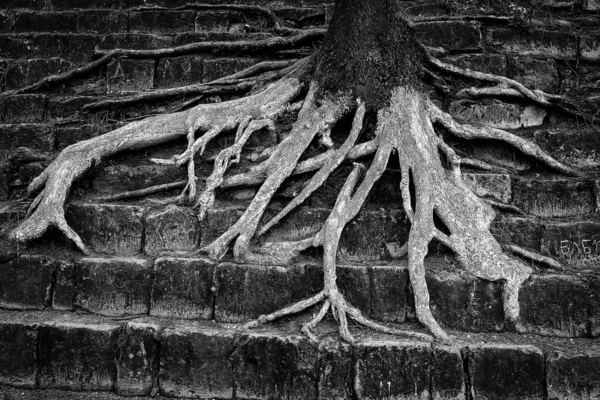 Taş Merdivenlerdeki Eski Ağaç Kökleri — Stok fotoğraf