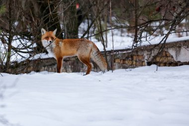 Vahşi tilki, Çernobil nükleer santrali, Prypiat, Ukrayna yakınlarındaki terk edilmiş hayalet şehir Pripyat 'ta yürüyor., 