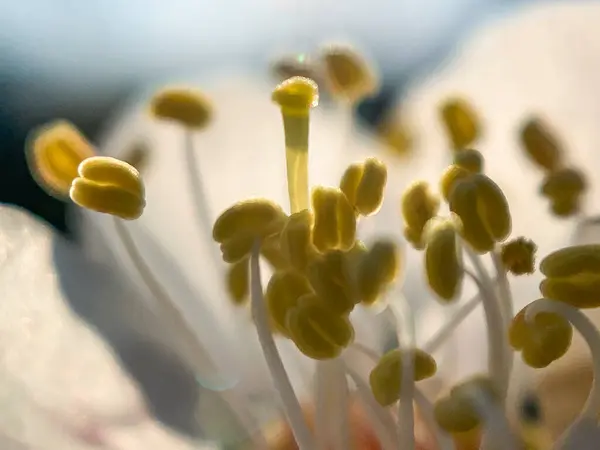 Абрикосовый Цветок Крупным Планом Голубом Фоне Неба Макро — стоковое фото