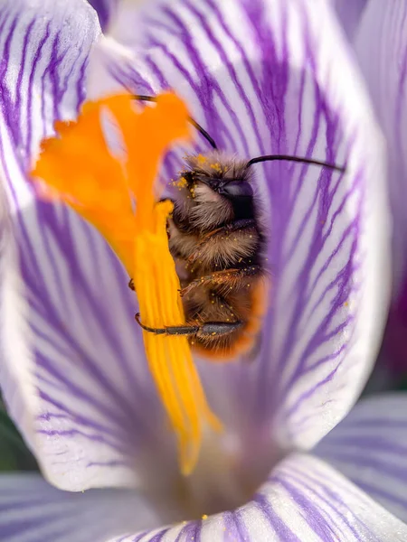 Abeille Intérieur Une Fleur Crocus Début Printemps Concentration Sélective — Photo