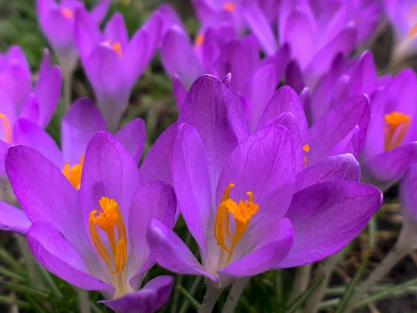 Beautiful Crocuses Early Spring Garden Selective Focus Stock Photo