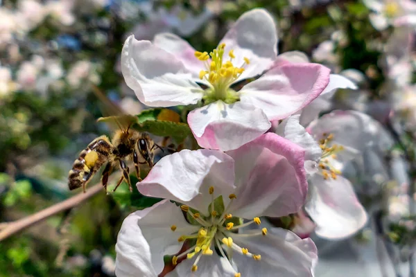 Abeille Recueille Pollen Miel Sur Une Fleur Pomme Luxuriante Macro — Photo