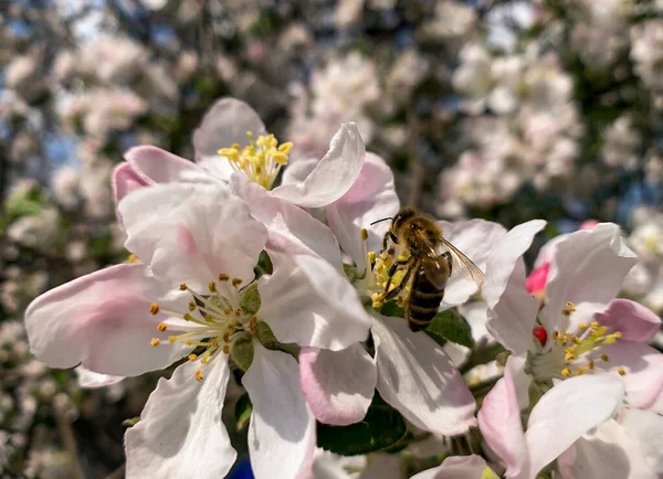Bijen Verzamelen Honingstuifmeel Een Weelderige Appelbloesem Macro Foto — Stockfoto
