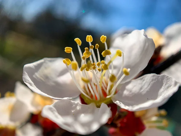 Apricot Flower Closeup Blue Sky Background Macro — Stock Photo, Image