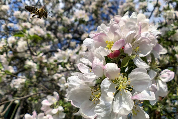 Bijen Verzamelen Honingstuifmeel Een Weelderige Appelbloesem Macro Foto — Stockfoto