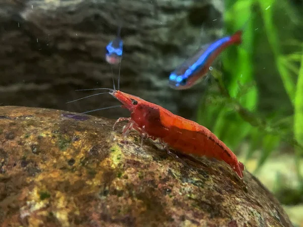 Red Shrimp Neocaridina Denticulata Red Sinensis Var — Stock Photo, Image