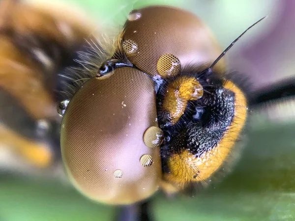 Dragonfly Eyes Close Macro Photo — Stock Photo, Image