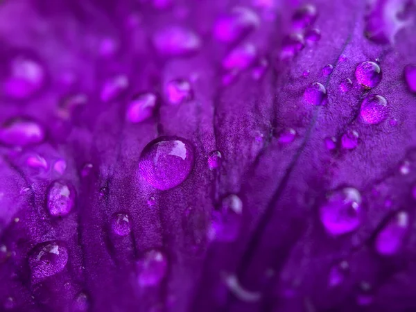 紫色の虹彩の花弁に雨が降ります マクロ写真 — ストック写真