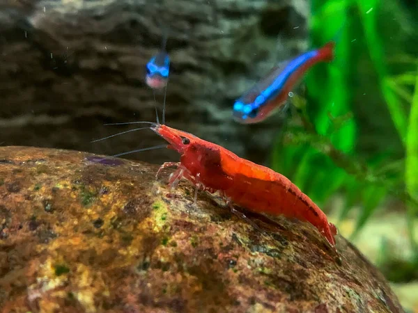 Red Shrimp Neocaridina Denticulata Red Sinensis Var — Stock Photo, Image