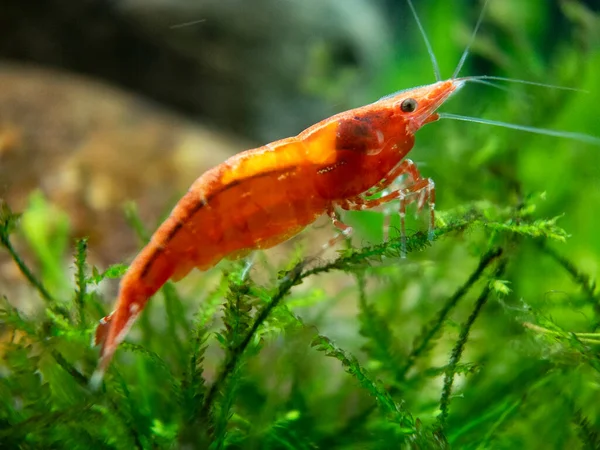 Red Shrimp Neocaridina Denticulata Red Sinensis Var — Stock Photo, Image