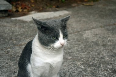 Asfaltta oturan evsiz, sevimli, gri beyaz kedi. Ön görünüm.