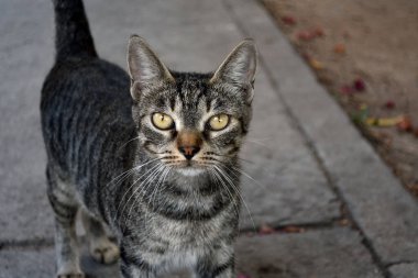 Sokakta çizgili kedi. Bir kedi kameraya bakıyor. Yakın plan. Ön görünüm.