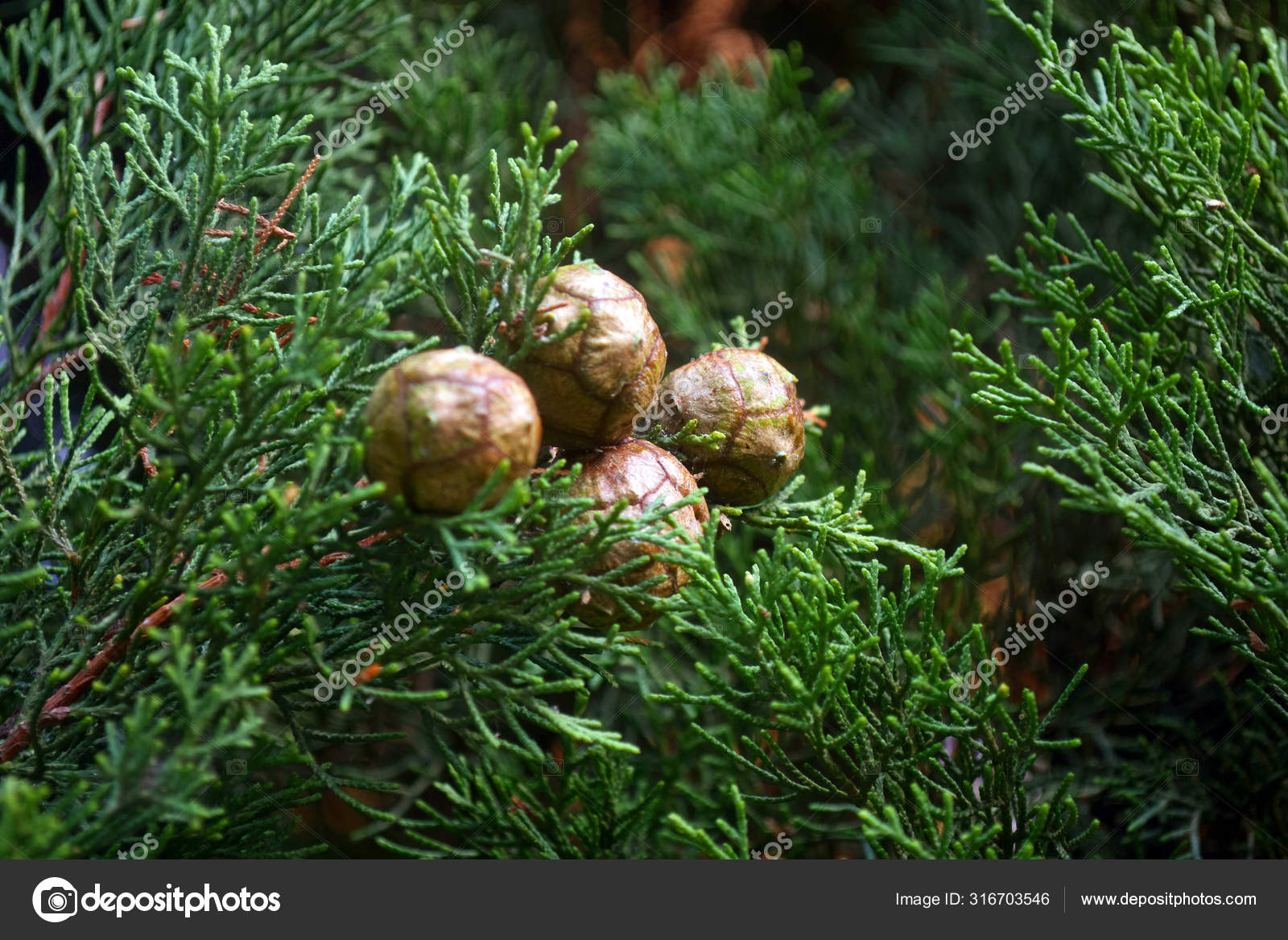 Cypress Tree Cones