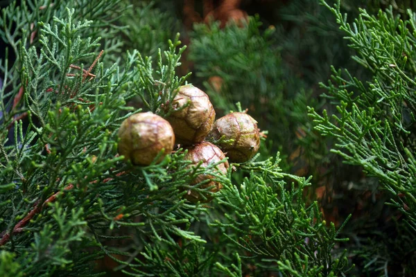 Cèdre de cyprès avec cônes. Plante résineuse, thuja, cyprès. Feuille de Thuja texture verte — Photo