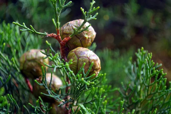 Cyprysowe drzewo cedrowe z rożkami. Roślina iglasta, thuja, cyprys. Zielona tekstura liści Thuja — Zdjęcie stockowe