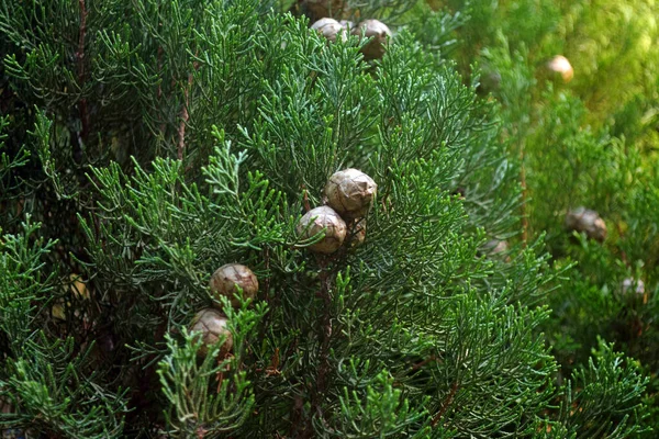 Cyprysowe drzewo cedrowe z rożkami. Roślina iglasta, thuja, cyprys. Zielona tekstura liści Thuja — Zdjęcie stockowe