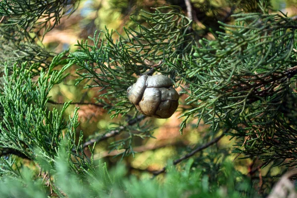 Cyprysowe drzewo cedrowe z rożkami. Roślina iglasta, thuja, cyprys. Zielona tekstura liści Thuja — Zdjęcie stockowe