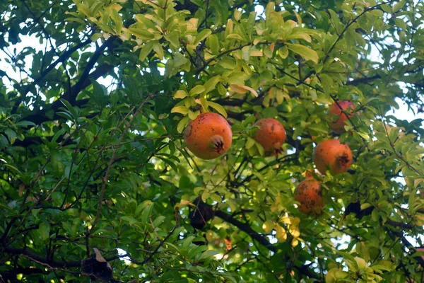 Green tree branches with unripe pomegranates fruits. Close-up. — Stock Photo, Image