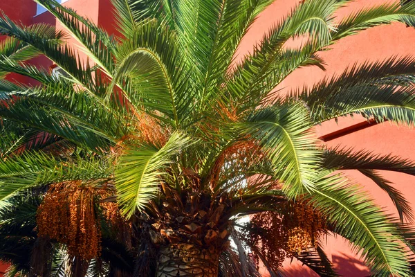 Branches of date palms. Date palm with dates. Montenegro — Stock Photo, Image