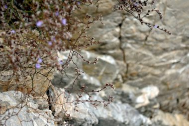 Kayalık zeminde küçük mor çiçekler. Güzel arkaplan.