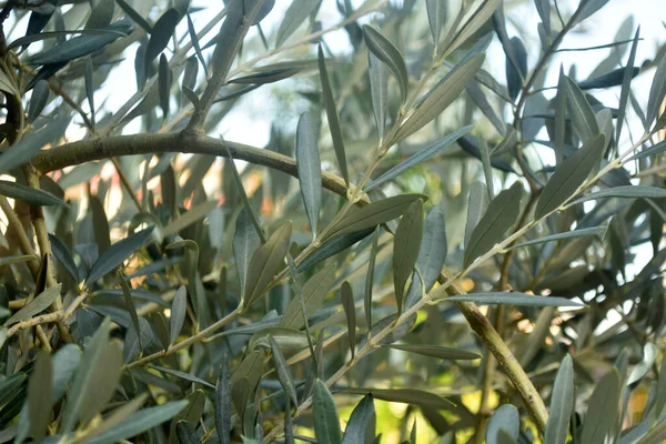 Olijfboomtakken met groene bladeren. Groene struik in zonnige dag — Stockfoto