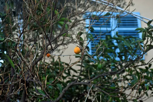 Rami di un albero di mandarino con con mandarini lucenti vicino a casa retrò vecchia — Foto Stock