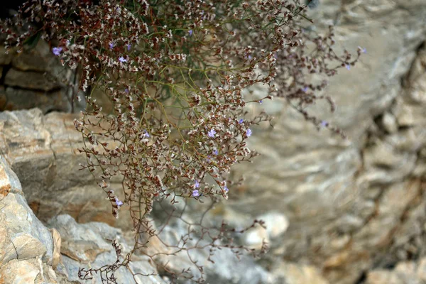 Pequenas flores roxas em uma superfície de solo rochoso. Fundo bonito . — Fotografia de Stock