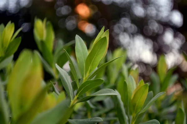 Prachtig behang. Groene bladeren van planten met wazige achtergrond. Close-up. — Stockfoto