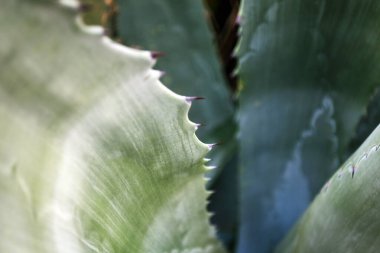 Güzel mavi-yeşil agave kaktüsünün. Bağışlanmış yaprak dokusu arka planı. Yakın plan..