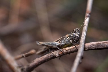 Ormanın bir dalındaki kahverengi çekirge. Bahçedeki dalların üzerindeki kahverengi böceklere yaklaş..