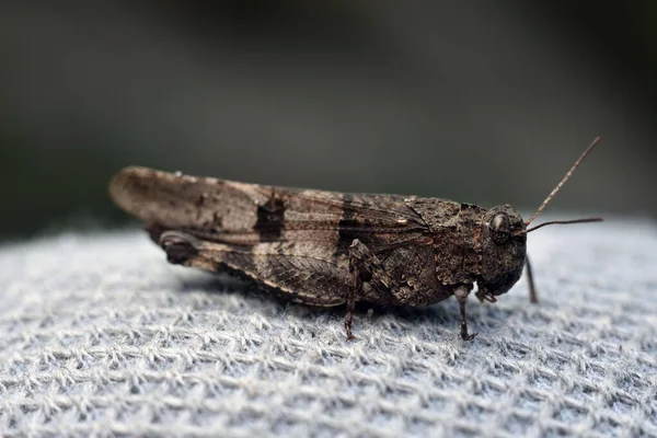 Çekirge beyaz arka planda oturuyor. Ortopedi. Acrididae. Katantopinae. Yakın plan.