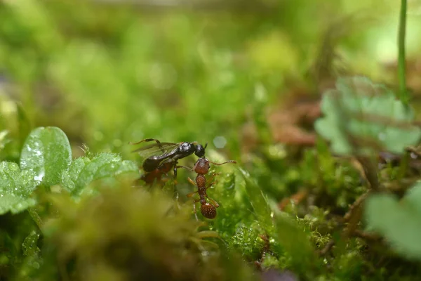 Zwei Ameisen, die auf grünem Gras gehen. Makroaufnahme. — Stockfoto