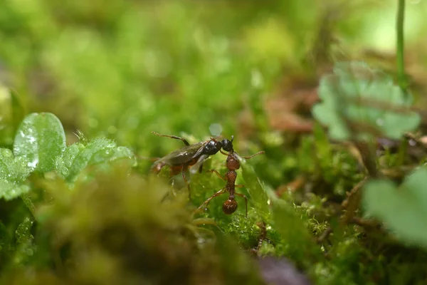 Twee mieren die op groen gras lopen. Macro-injectie. — Stockfoto
