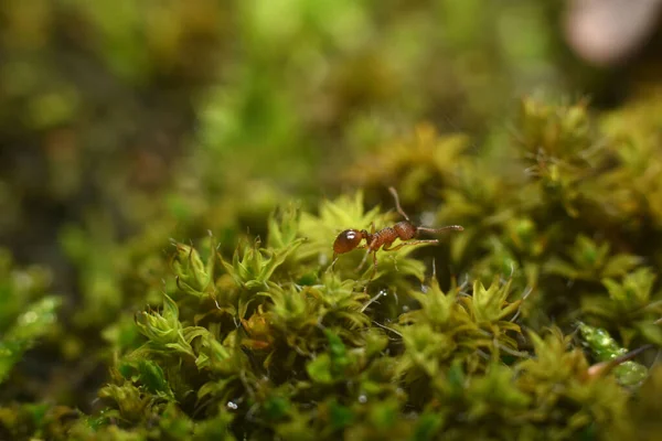 Rote Ameisen, die auf grünem Gras wandeln. Makroaufnahme. — Stockfoto