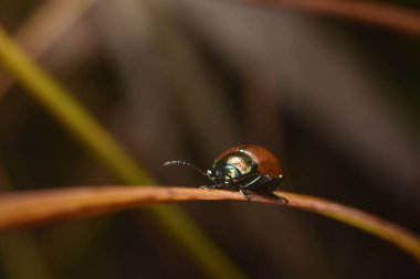 Kuru bir ot sapında uğur böceği Yaklaş.