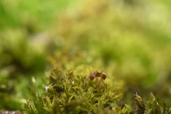 Fourmi rouge qui marche sur l'herbe verte. Macro shot . — Photo